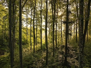 Still life of a forest with golden light shining through tall trees