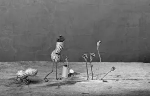 Still life with peanut m