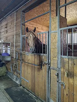 A light bay horse stands in a stall