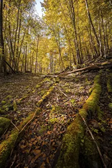 Light beech forest in autumn, Berchtesgaden National Park