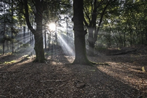 Light in the beech forest (Fagus sylvatica)
