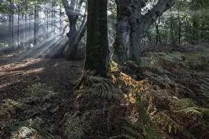 Light in beech forest (Fagus sylvatica) with bracken fern (Pteridium aquilinum)