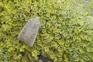 Light brown owlet moth (Noctuidae)
