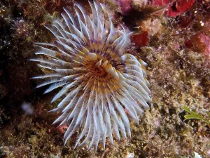 Light-coloured, fan-shaped marine animal