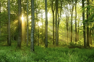 Light-flooded beech forest in the early morning