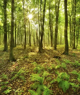 Light-flooded beech forest, sun shines through the leaves