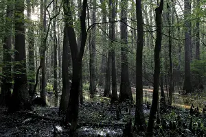 Light-flooded forest in Congaree National Park with flooded trees