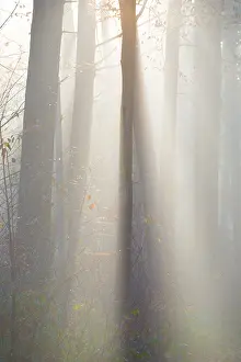 Light-flooded forest, rays of light and shadow