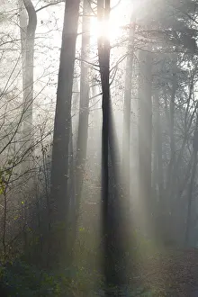 Light-flooded forest, rays of light and shadow