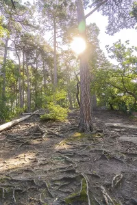 Light-flooded forest with tree trunks and rooted forest floor