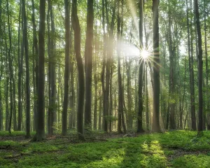 Light-flooded natural old beech forest