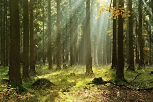 Light-flooded spruce forest in autumn