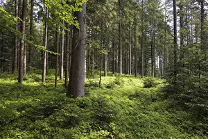 Light-flooded spruce forest, forestry