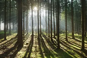 Light-flooded spruce forest, sun shines