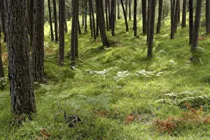 Light forest with ferns