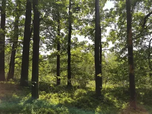 Light forest with tall trees through which sunlight falls
