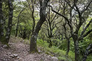Light holm oak forest in the French Mediterranean