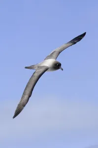 Light-mantled Sooty Albatross (Phoebetria palpebrata)