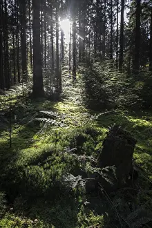 Light in a moss-covered spruce forest (Picea abies)