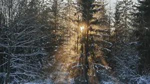 Light penetrates through trees in a snow-covered forest