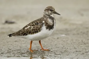 In a light plumage... Turnstone (Arenaria interpres)