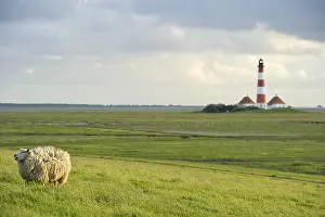 Lighthouse and sheep, Westerheversand