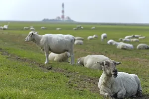 Lighthouse of Westerhever, Eiderstedt peninsula