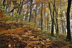 Lights, autumnal beech forest in sunshine