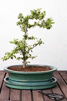 Ligustrum bonsai tree on a wood table