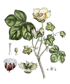Ligustrum vulgare, Wild privet