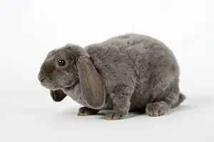 Lilac, 14 weeks, Rex dwarf ram