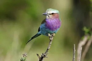 Lilac-breasted Roller (Coracias caudata)
