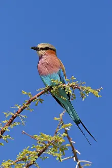 Lilac breasted roller (Coracias caudata)
