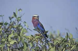 Lilac Breasted Roller (coracias caudata)