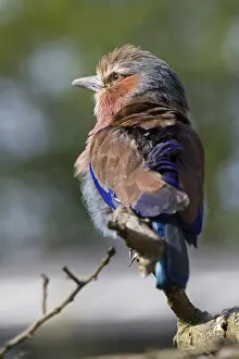 Lilac Breasted Roller (Coracias Caudatus) A Beautiful Bird From Africa