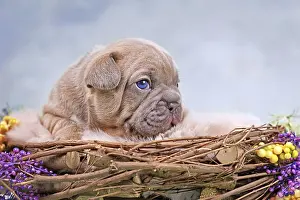 Lilac Red Fawn French Bulldog dog puppy in animal nest decorated with flowers