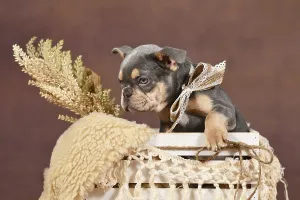 Lilac Tan colored French Bulldog puppy in box with boho decor in front of brown background