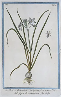 Lilio Hyacinthus vulgaris, hand-coloured botanical engraving from Hortus Romanus by Giorgio Bonelli