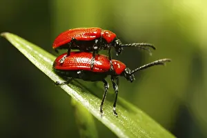 Lilioceris lilii, Megalopodidae