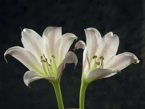 Lily flowers on black background
