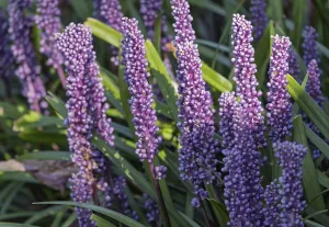 Lily grape (Liriope muscari), Munsterland