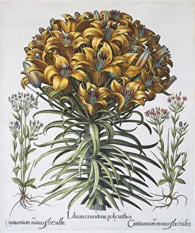 Lily (Lilium), hand-coloured copper engraving by Basilius Besler