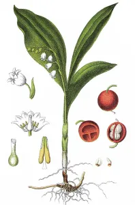 Lily-of-the-valley (Convallaria majalis)