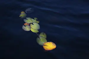 Lily pads in light on dark blue water surface