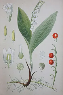 Lily of the valley (Convallaria majalis)