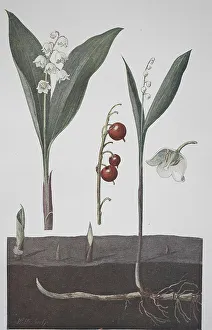Lily of the valley (Convallaria majalis)