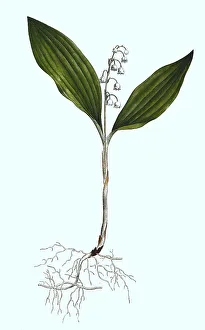 Lily of the Valley (Convallaria majalis)