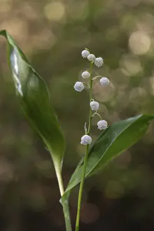Lily of the valley (Convallaria majalis)