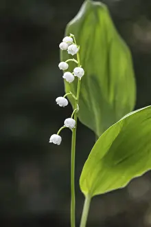 Lily of the valley (Convallaria majalis)