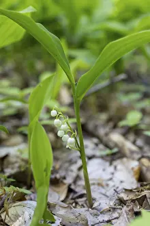 Lily of the valley (Convallaria majalis) in the forest near Moritzburg